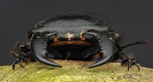 Attēlu rezultāti vaicājumam “Dorcus parallelopipedus”