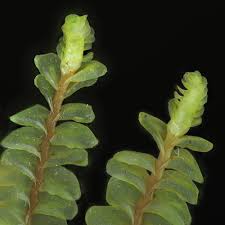 Attēlu rezultāti vaicājumam “Plagiochila asplenioides”