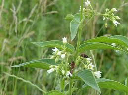 Attēlu rezultāti vaicājumam “Vincetoxicum hirundinaria”