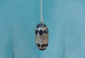 Attēlu rezultāti vaicājumam “Ichneumonidae cocoon”