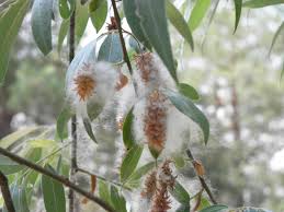 Attēlu rezultāti vaicājumam “Salix alba var. alba”