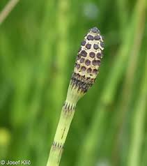 Attēlu rezultāti vaicājumam “Equisetum fluviatile”