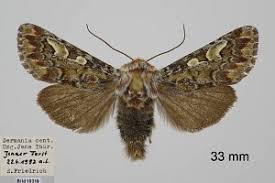 Attēlu rezultāti vaicājumam “Panolis flammea”