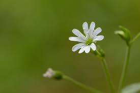 Attēlu rezultāti vaicājumam “Stellaria graminea flower”
