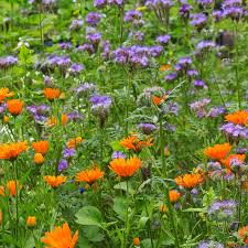 Attēlu rezultāti vaicājumam “Phacelia tanacetifolia flower”