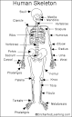 Human Skeleton Printout - EnchantedLearning.