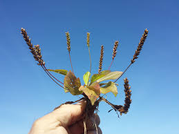 Attēlu rezultāti vaicājumam “Plantago major subsp. intermedia”
