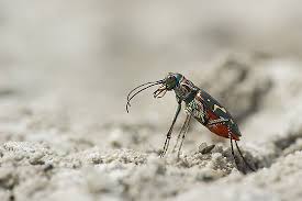 Attēlu rezultāti vaicājumam “Cicindela sylvatica imago”