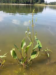 Attēlu rezultāti vaicājumam “Alisma plantago-aquatica”