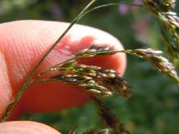 Attēlu rezultāti vaicājumam “Cinna latifolia”