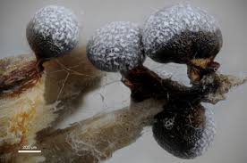 Attēlu rezultāti vaicājumam “Badhamia capsulifera var. arborea macro”