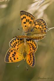 Attēlu rezultāti vaicājumam “Lycaena virgaureae female”