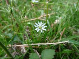 Attēlu rezultāti vaicājumam “Stellaria graminea”