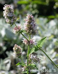 Image result for Nepeta cataria