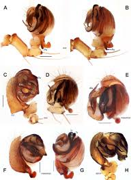 Attēlu rezultāti vaicājumam “Araniella male”