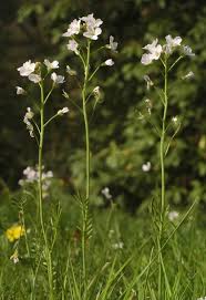 Attēlu rezultāti vaicājumam “Cardamine pratensis”
