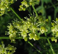 Attēlu rezultāti vaicājumam “Heracleum sphondylium subsp. sibiricum”