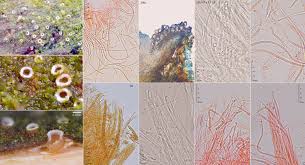 Attēlu rezultāti vaicājumam “Stictis”