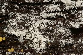 Attēlu rezultāti vaicājumam “Mucronella”