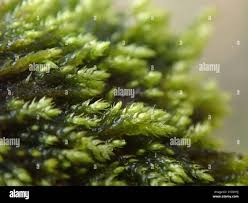 Attēlu rezultāti vaicājumam “Brachytheciastrum velutinum”