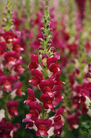 Image result for Antirrhinum majus