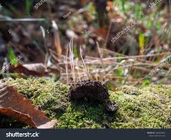 Attēlu rezultāti vaicājumam “Macrotyphula juncea”