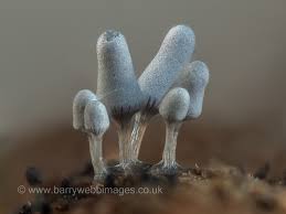 Attēlu rezultāti vaicājumam “Craterium minutum stalked”