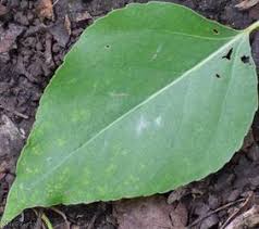 Attēlu rezultāti vaicājumam “Populus x berolinensis”