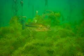 Image result for Micropterus dolomieu