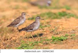 Image result for Calidris subminuta