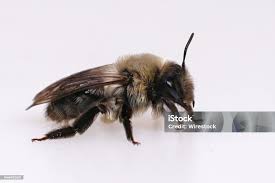 Attēlu rezultāti vaicājumam “Andrena vaga”