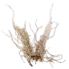 Attēlu rezultāti vaicājumam “Barbilophozia lycopodioides”