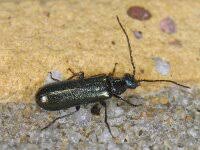 Attēlu rezultāti vaicājumam “Dasytes caeruleus”