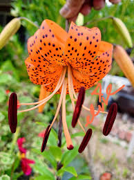 Attēlu rezultāti vaicājumam “Lilium lancifolium flower”