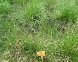 Attēlu rezultāti vaicājumam “Sesleria caerulea leaf”