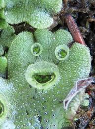 Attēlu rezultāti vaicājumam “Conocephalum salebrosum sporophyte”