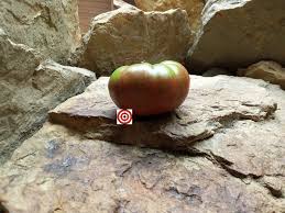 Afbeeldingsresultaat voor marizol purple tomato