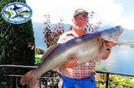 Image result for Sander lucioperca