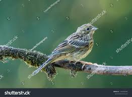 Attēlu rezultāti vaicājumam “Emberiza citrinella juvenile”