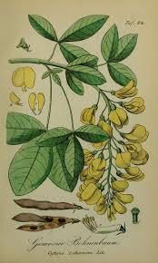 Attēlu rezultāti vaicājumam “Laburnum”