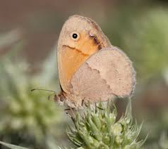 Attēlu rezultāti vaicājumam “Coenonympha pamphilus upperside”
