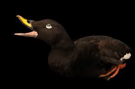 Attēlu rezultāti vaicājumam “Melanitta fusca”