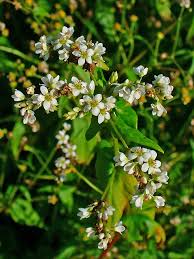 Attēlu rezultāti vaicājumam “Fagopyrum esculentum”