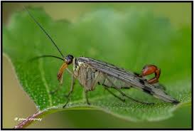 Attēlu rezultāti vaicājumam “Panorpa communis”