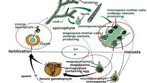 Attēlu rezultāti vaicājumam “Seligeria pusilla sporophyte”