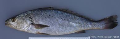 Image result for Argyrosomus inodorus