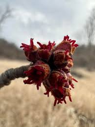 Attēlu rezultāti vaicājumam “Acer saccharinum flower”