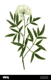 Attēlu rezultāti vaicājumam “Angelica palustris”