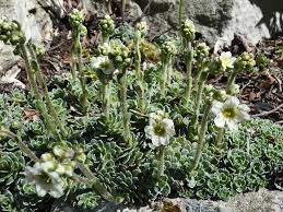 Image result for Steinbrech