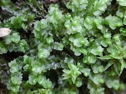 Attēlu rezultāti vaicājumam “Leiocolea collaris”